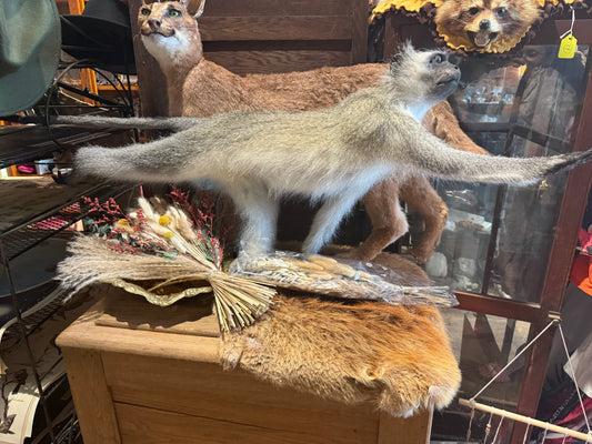 Vervet monkey full moult