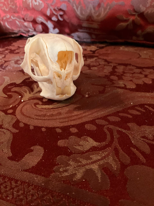 Africain springhare skull