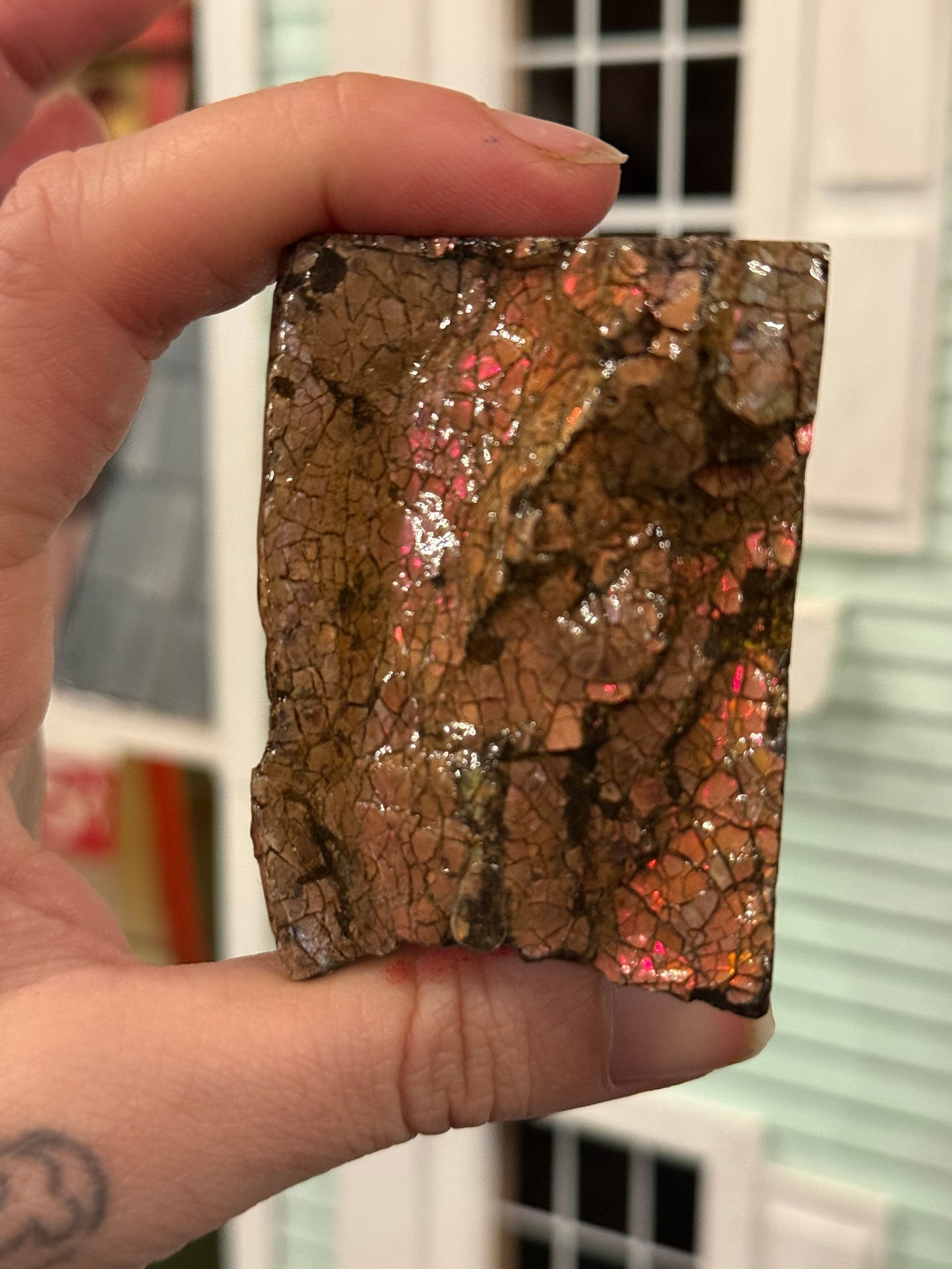 Ammolite specimen from BC