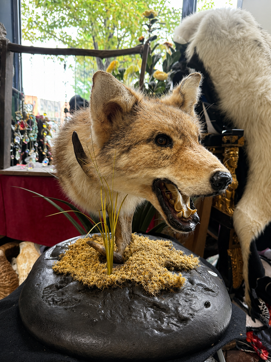 Coyote head Taxidermy