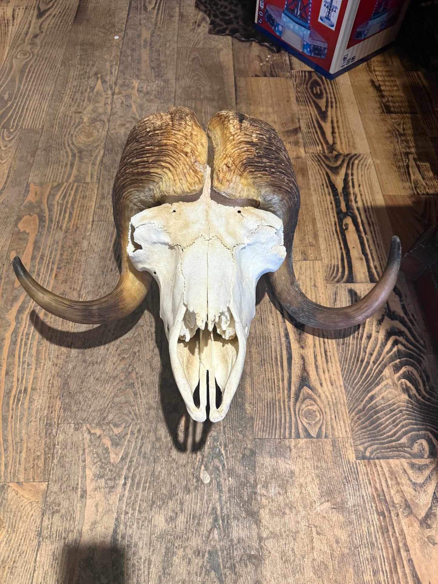 Muskox skull