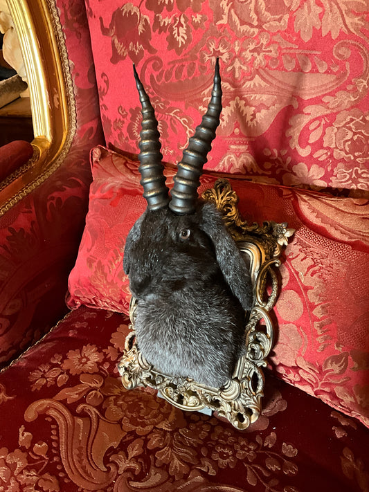 Jackalope rabbit taxidermy