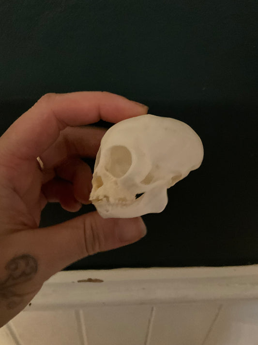 Tamarin skull