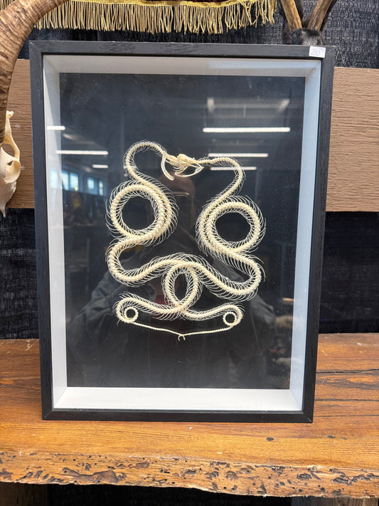 « The lovers » snake skeleton