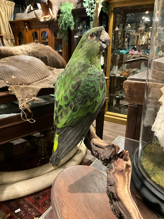 Red fronted parrot taxidermy