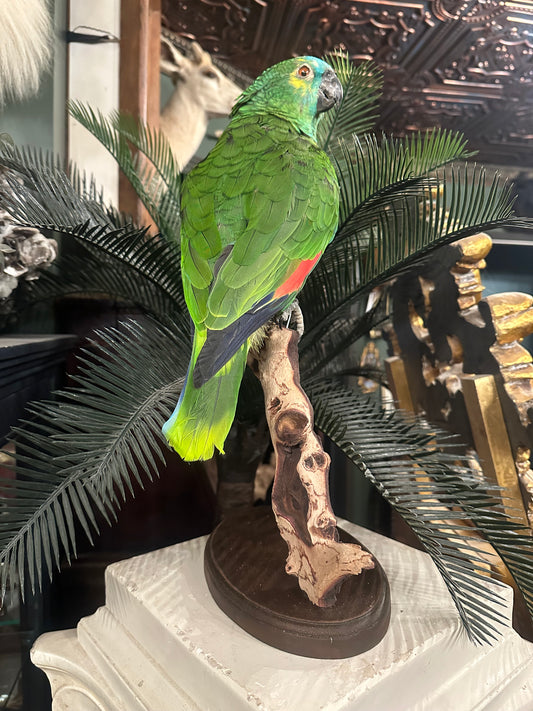 Blue fronted Amazon parrot taxidermy