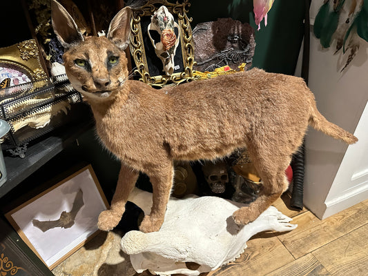 Full mount caracal cat