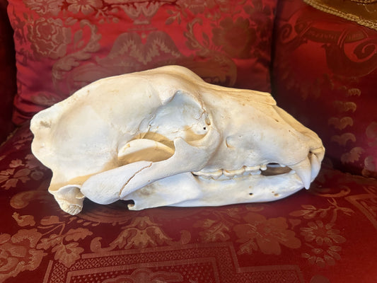 Polar bear skull 14 inch’s