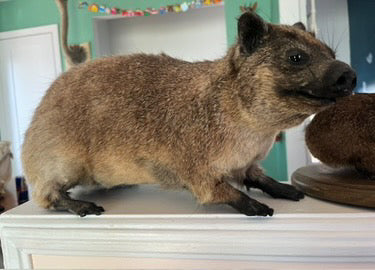 Hyrax full mount