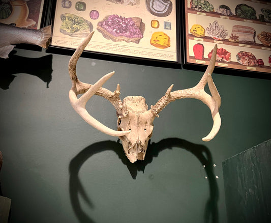 8 point deer skull