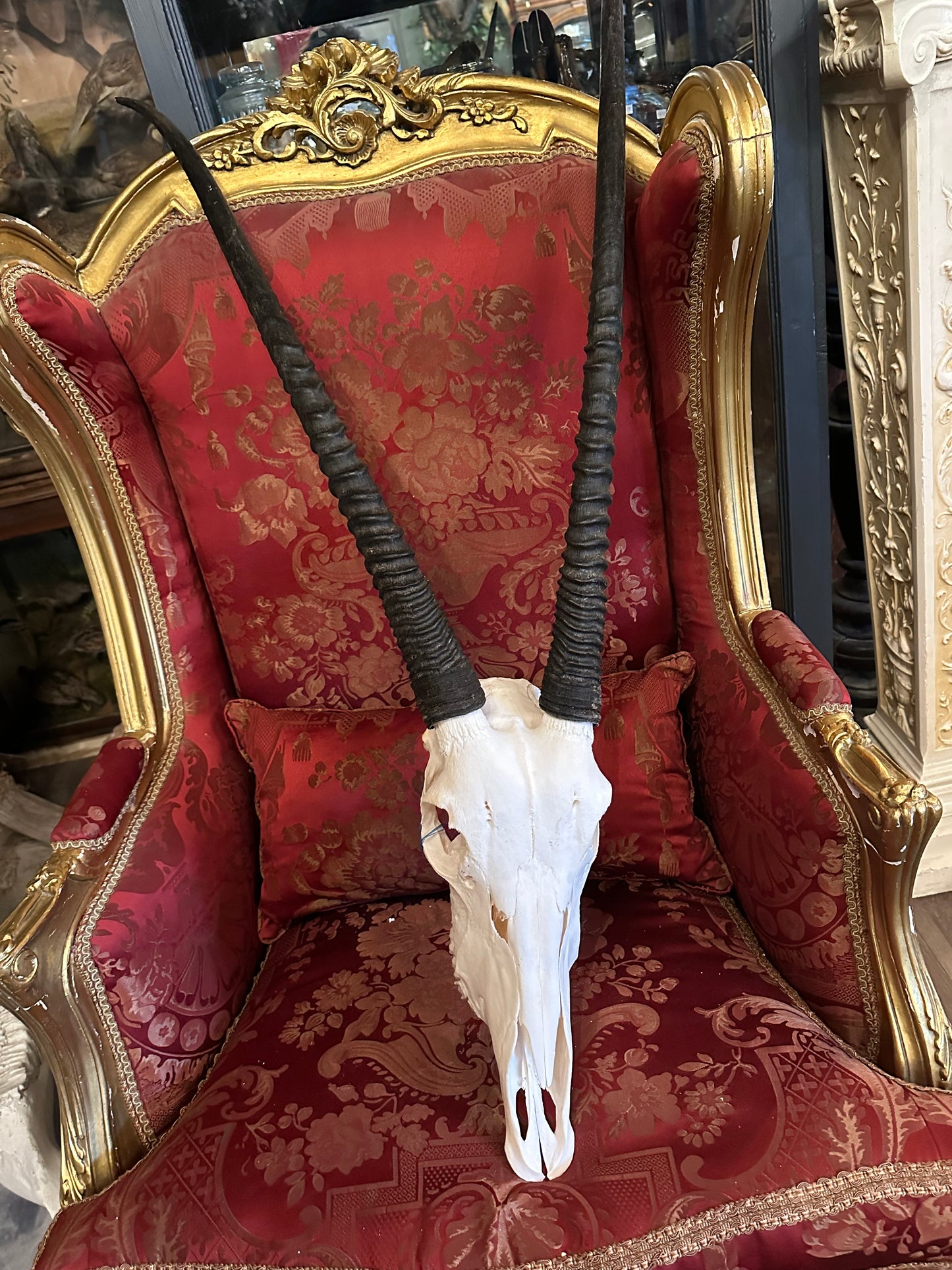 Gemsbok skull