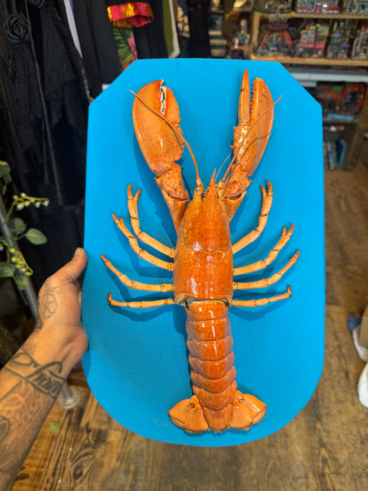 Taxidermy lobster