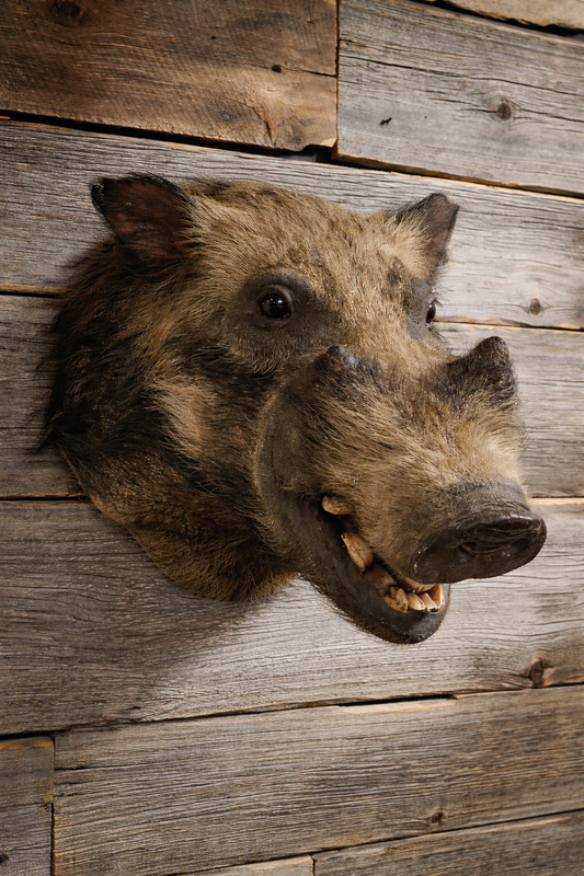 Bushpig taxidermy head