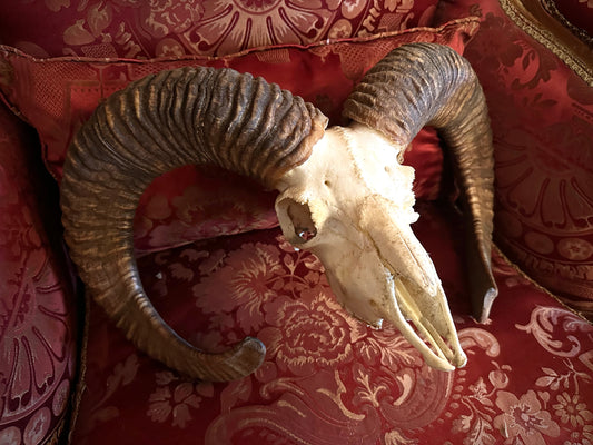 Large mouflon skull