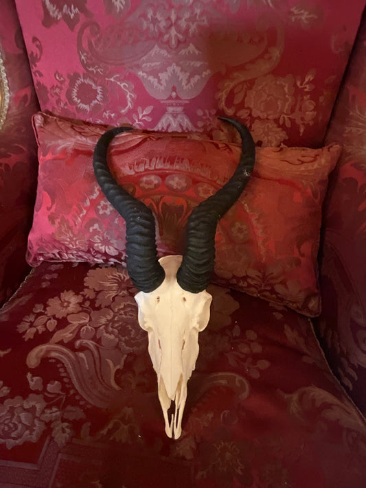 Large springbok skull