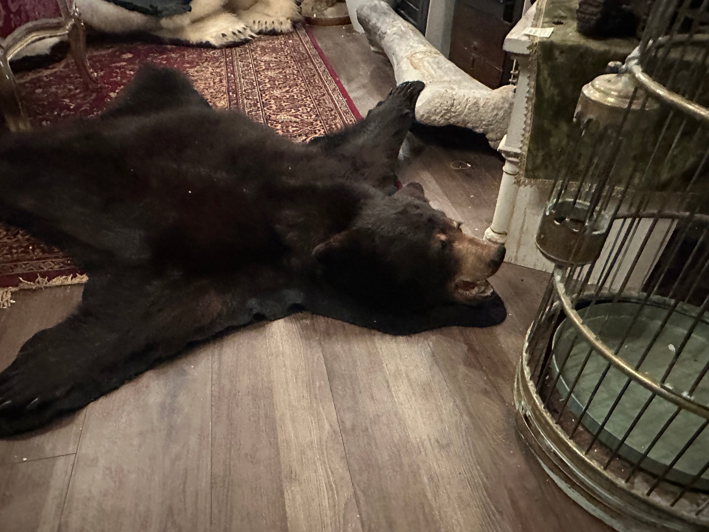 Complète black bear rug NEW