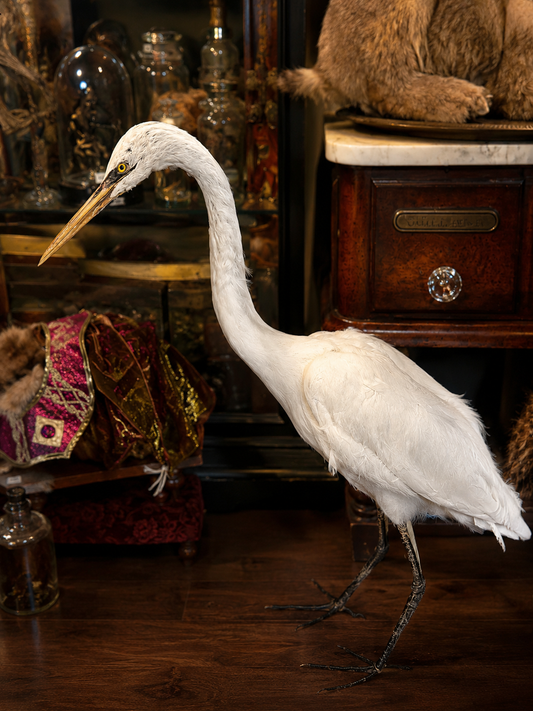 African White heron