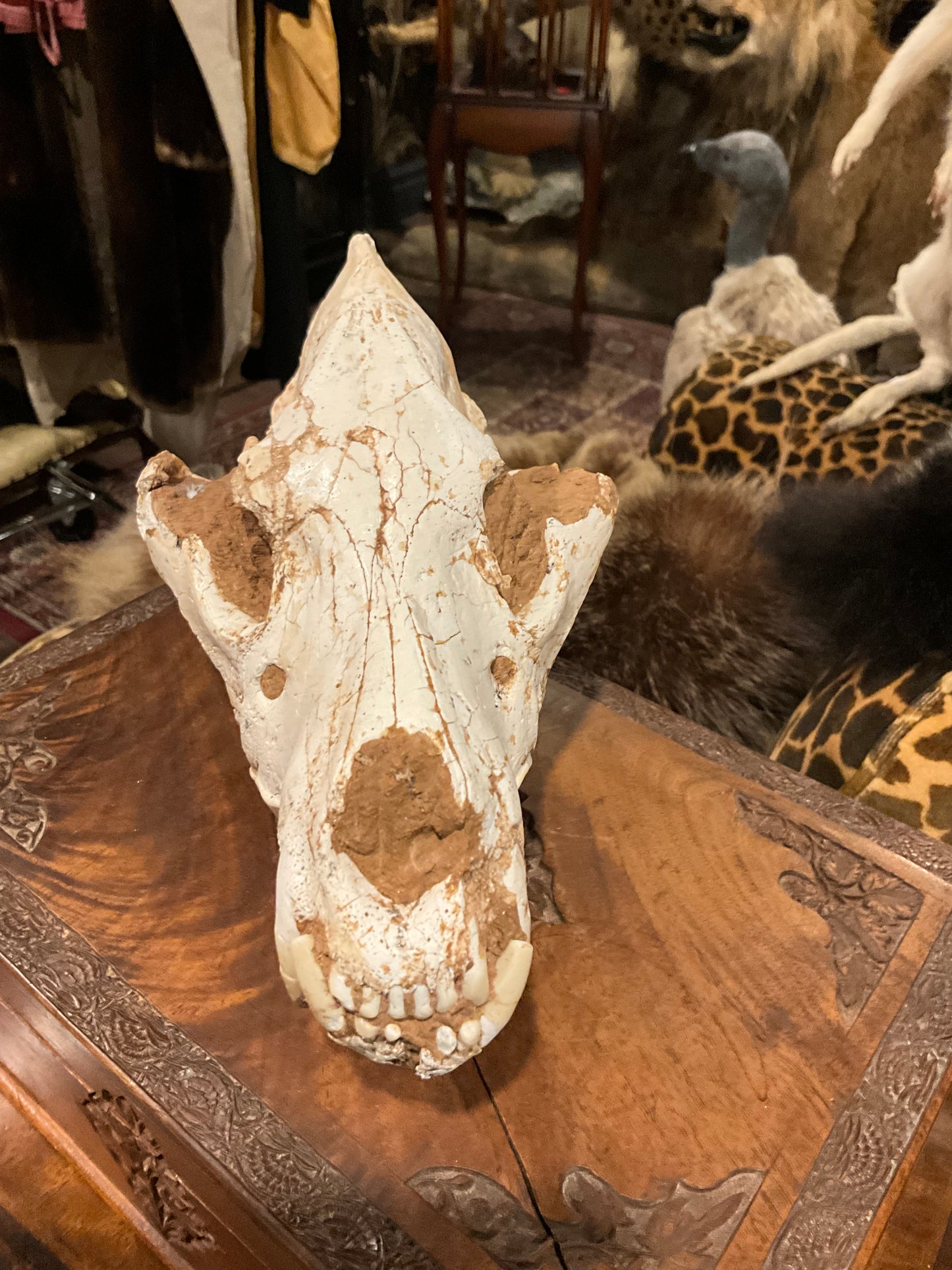 Fossilised hyena skull