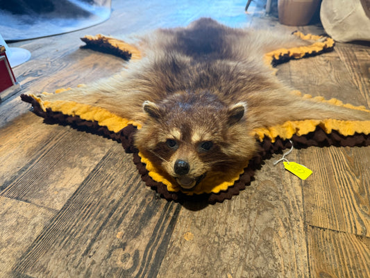 Raccoon pelt mounted