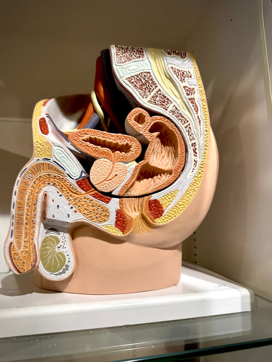 Pair of genital anatomical model
