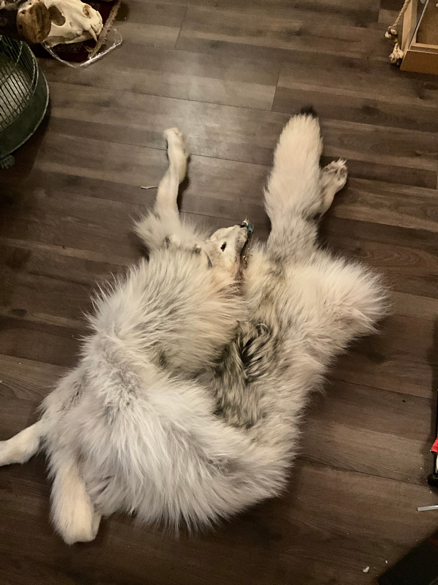 Full mountable artic wolf pelt