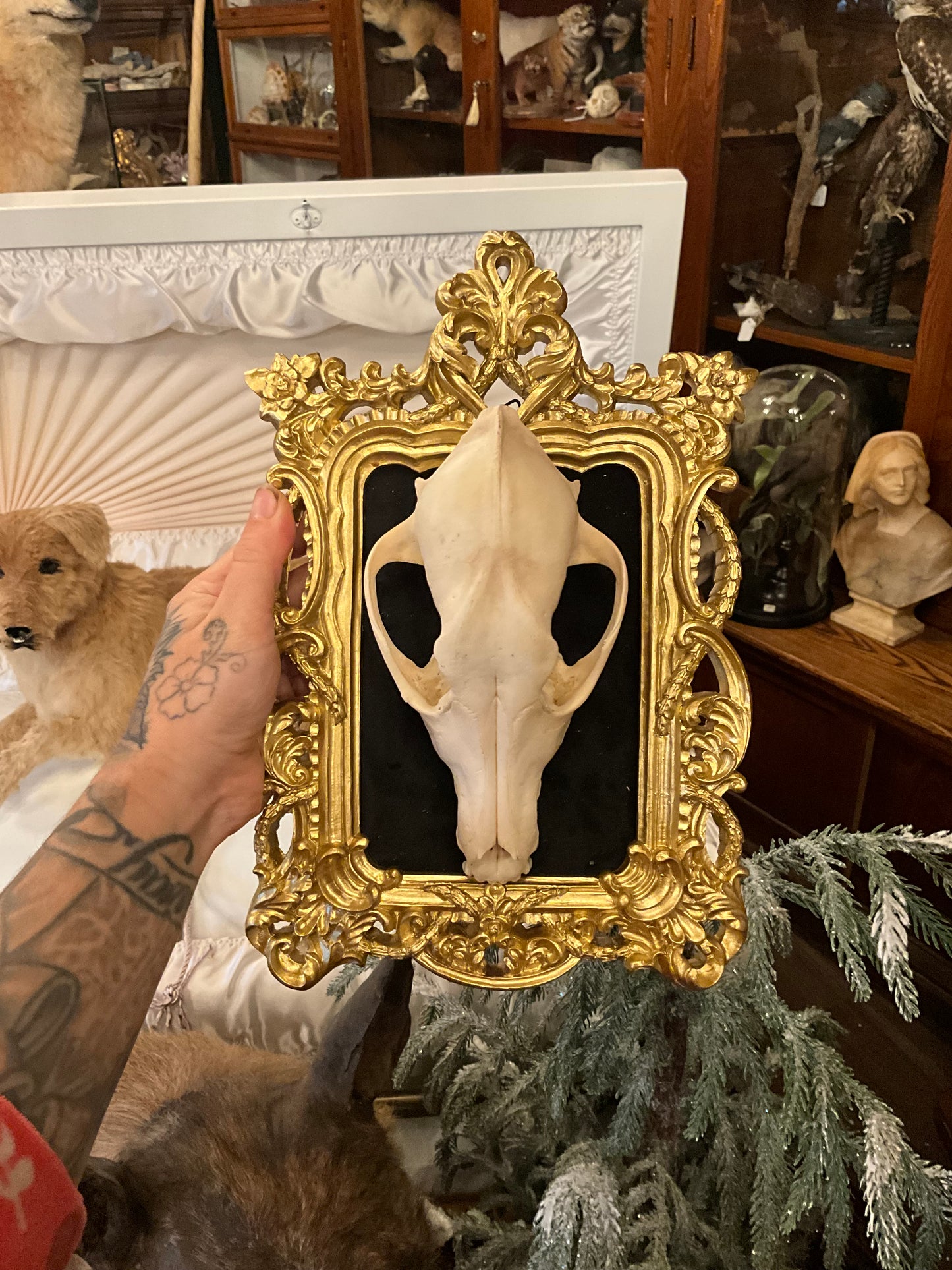 Coyote skull in frame