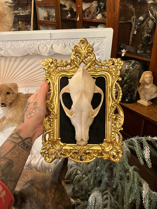 Coyote skull in frame