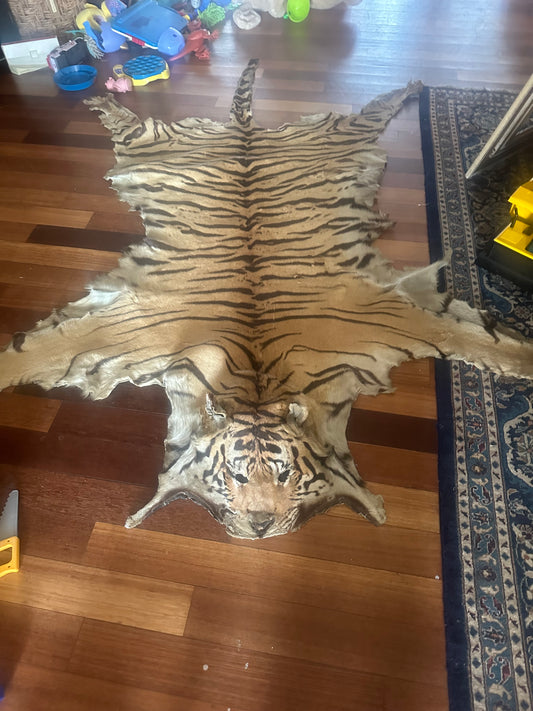 Full tiger pelt