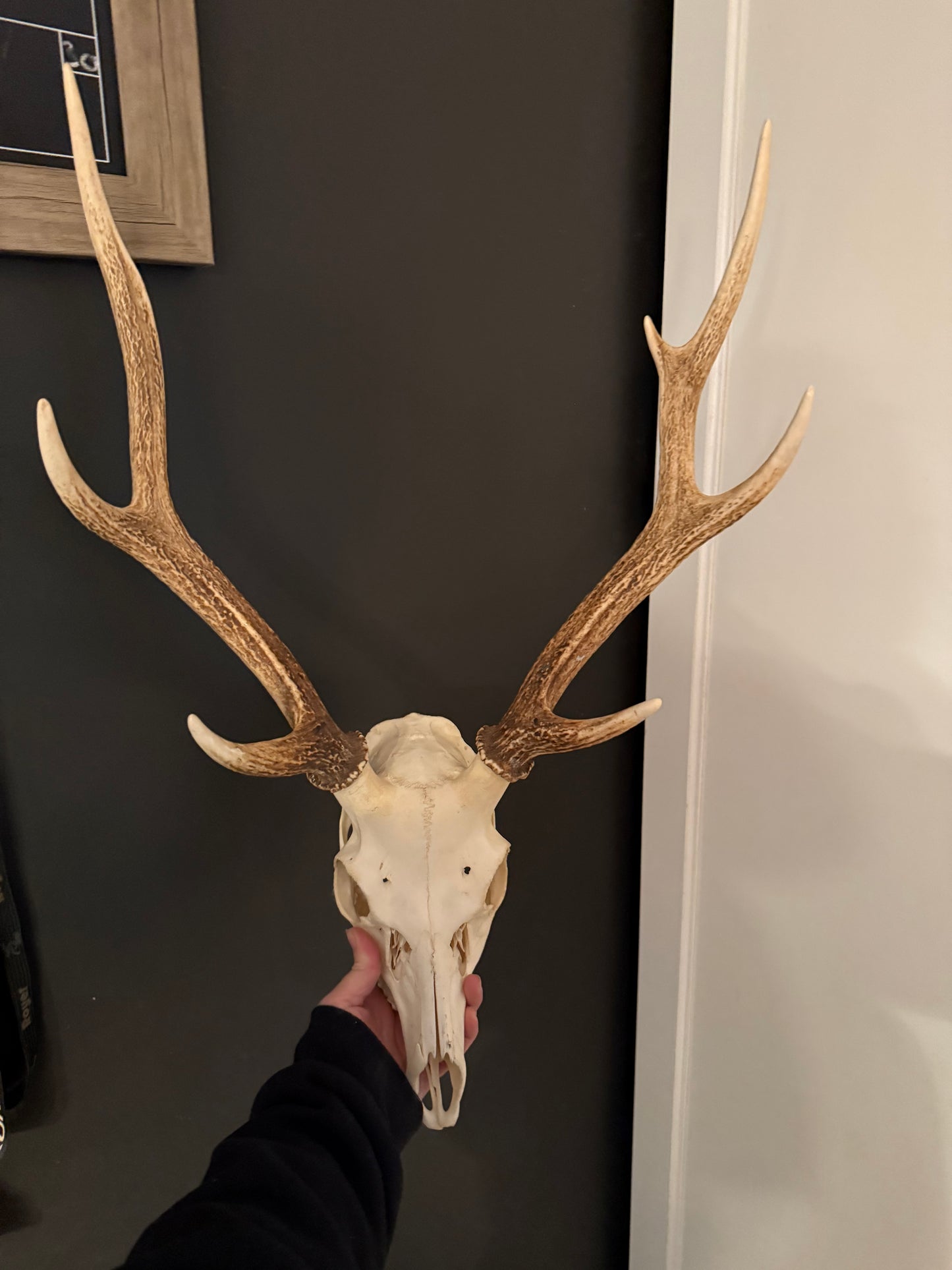 Large sika deer skull