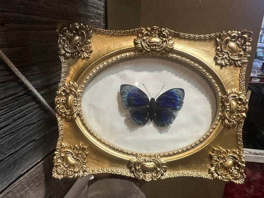 *Rare* Agrias butterfly