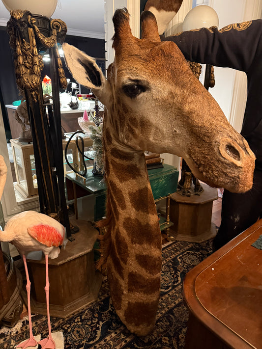 Girafe head full mount