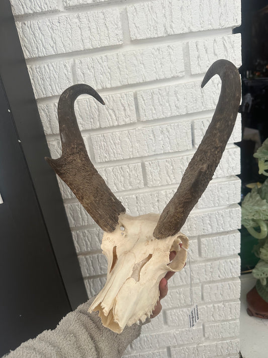 Pronghorn skull