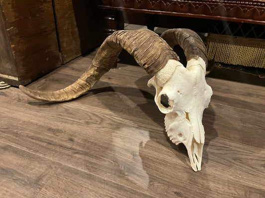 Very large catalina goat