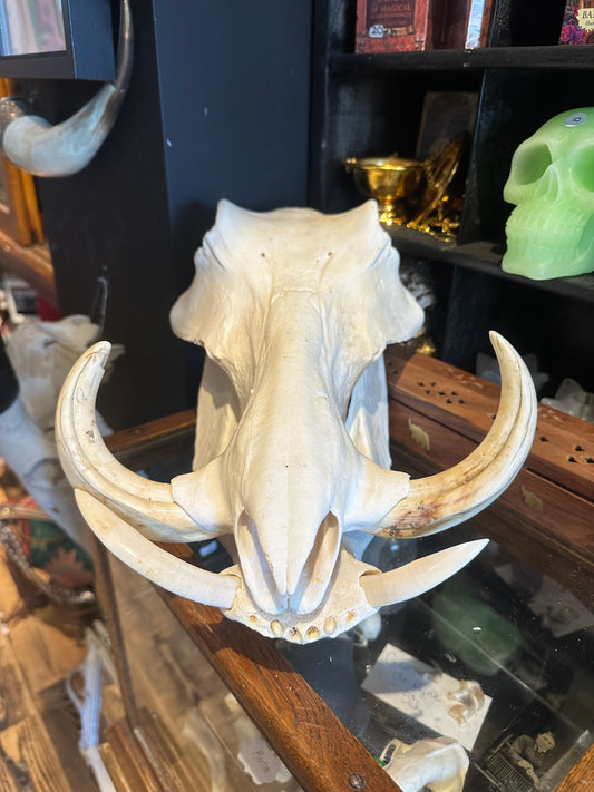 Warthog skull