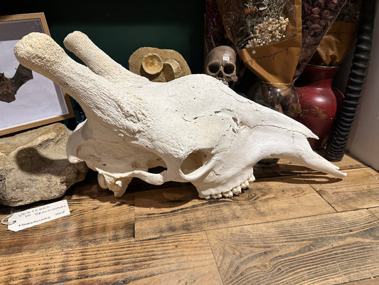 Adult giraf skull