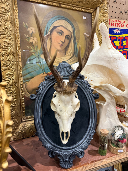Roe deer skull in a frame
