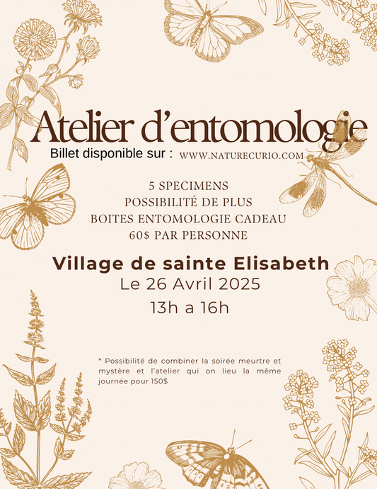 Atelier d’entomologie