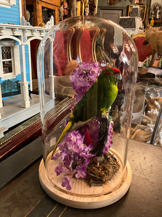 Kakariki Taxidermy bird in dôme
