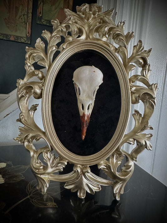 Real crow skull frame