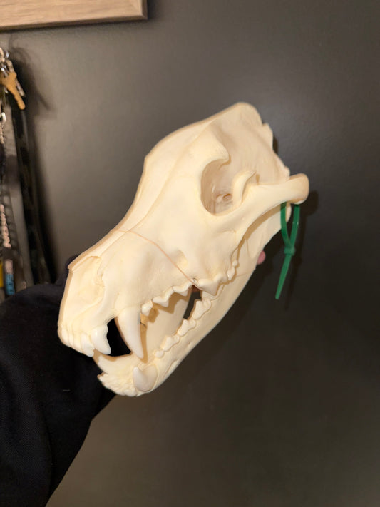 Artic Wolf skull