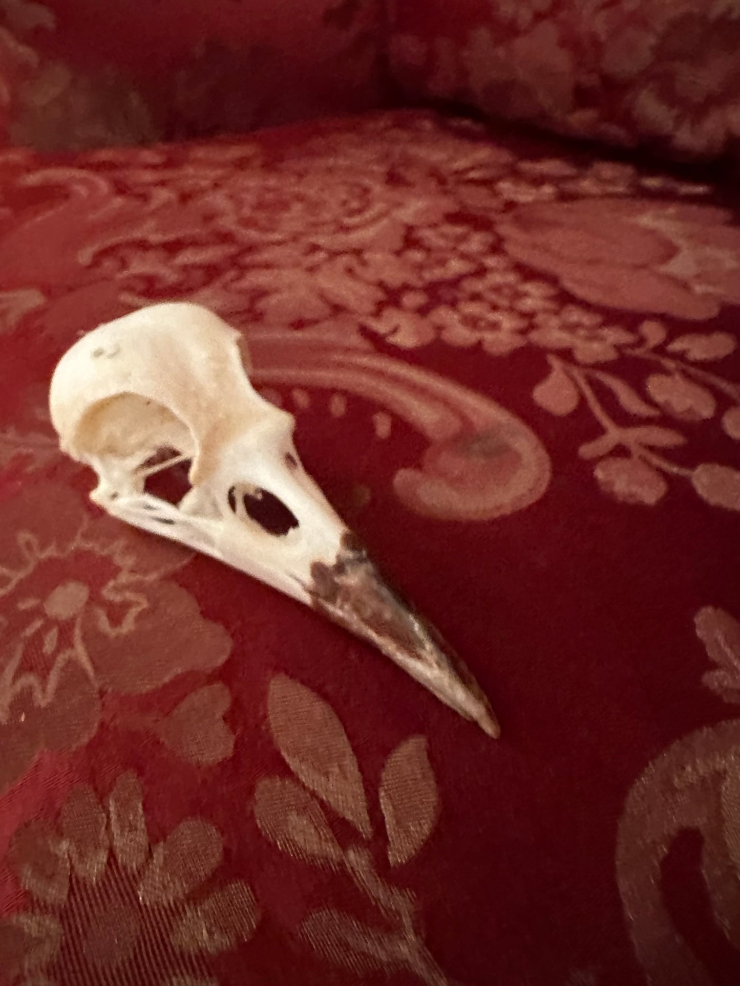 Crow skull