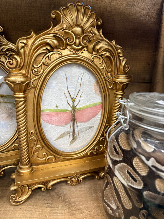 Winged stick bug frame