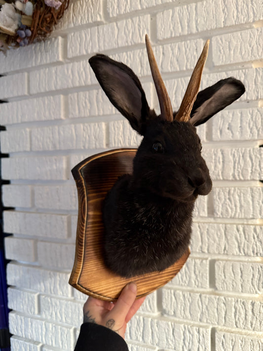 Jackalope taxidermy