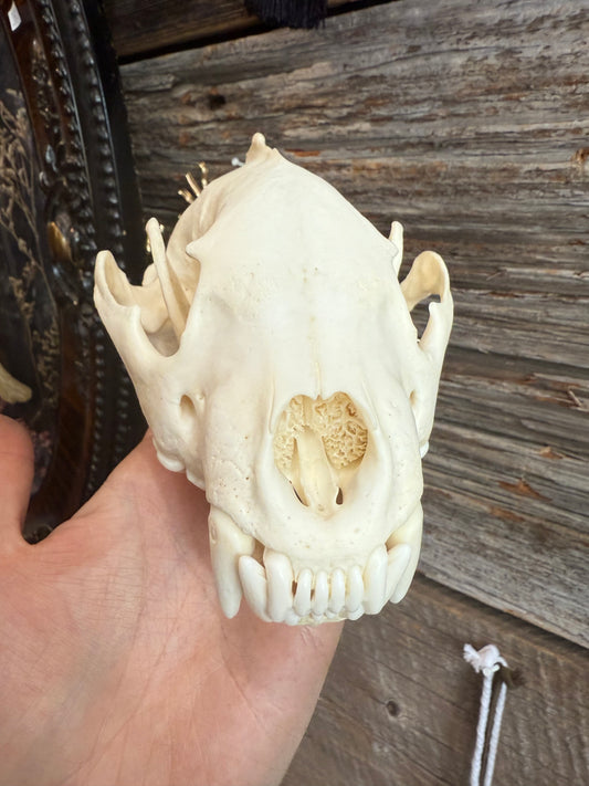 Wolverine skull