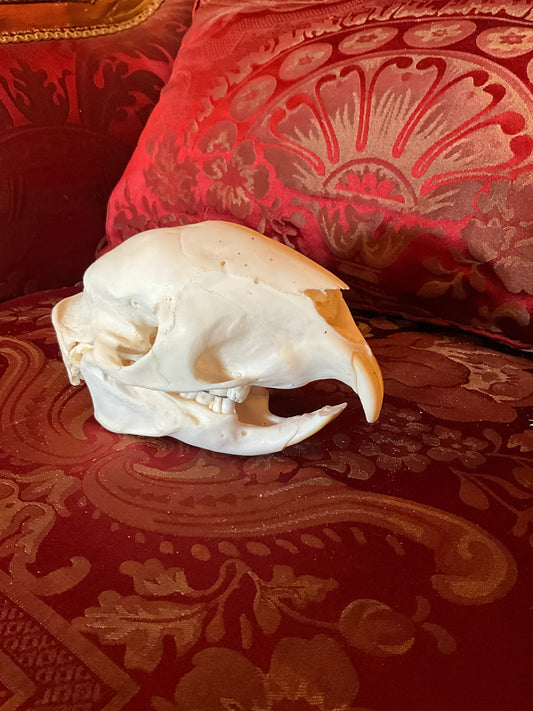 African porcupine skull