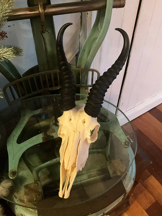 Springbok skull