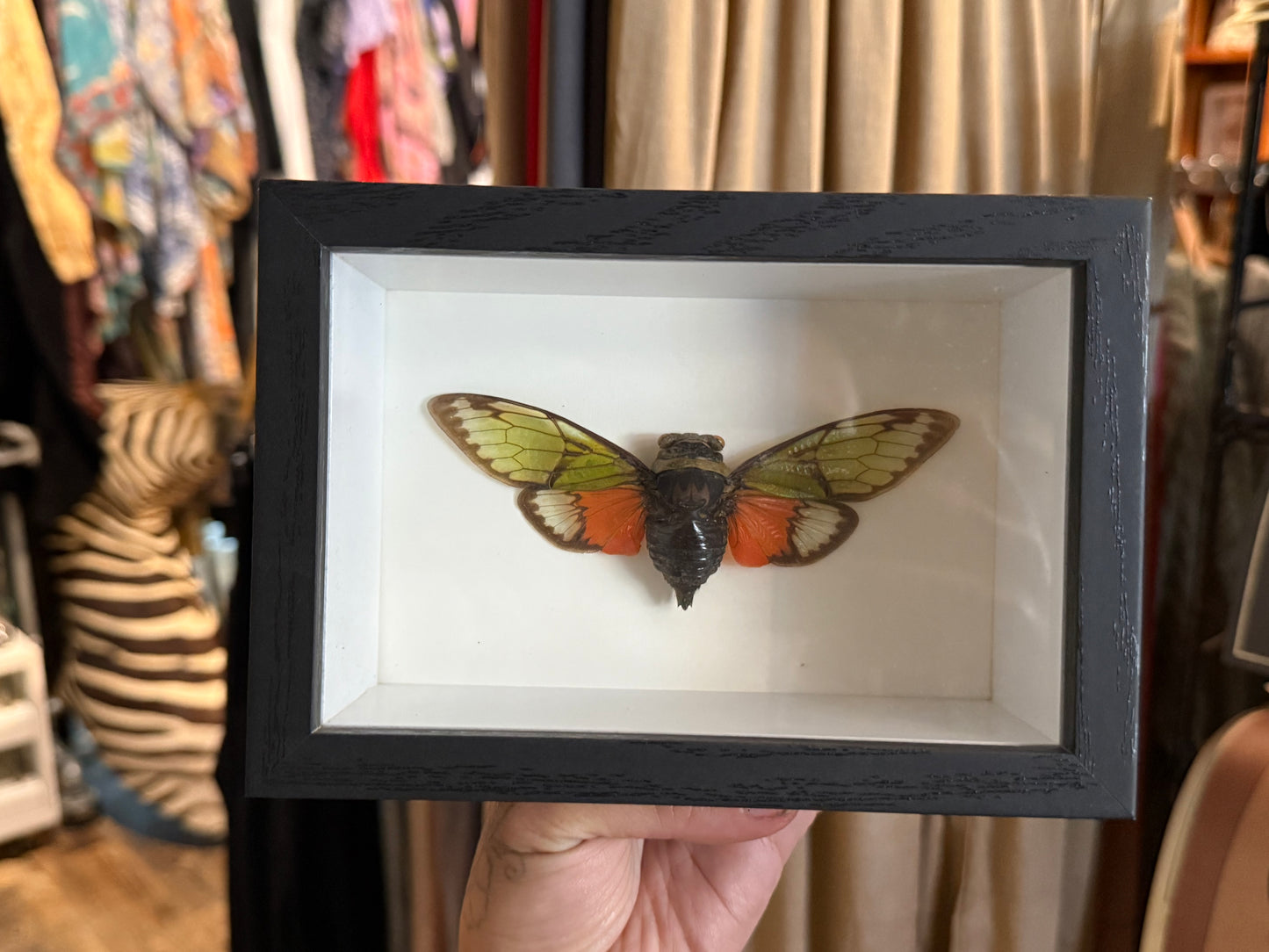 Cicada shadow box