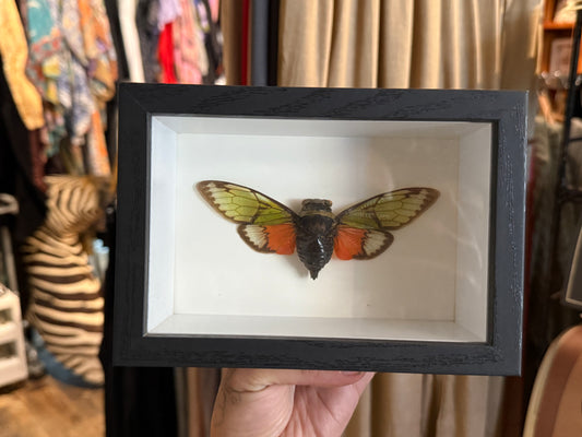Cicada shadow box