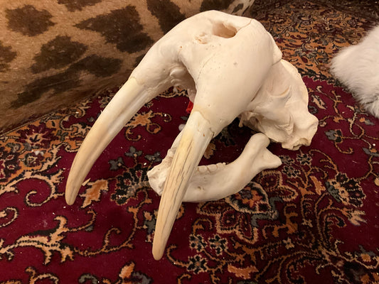 Walrus skull