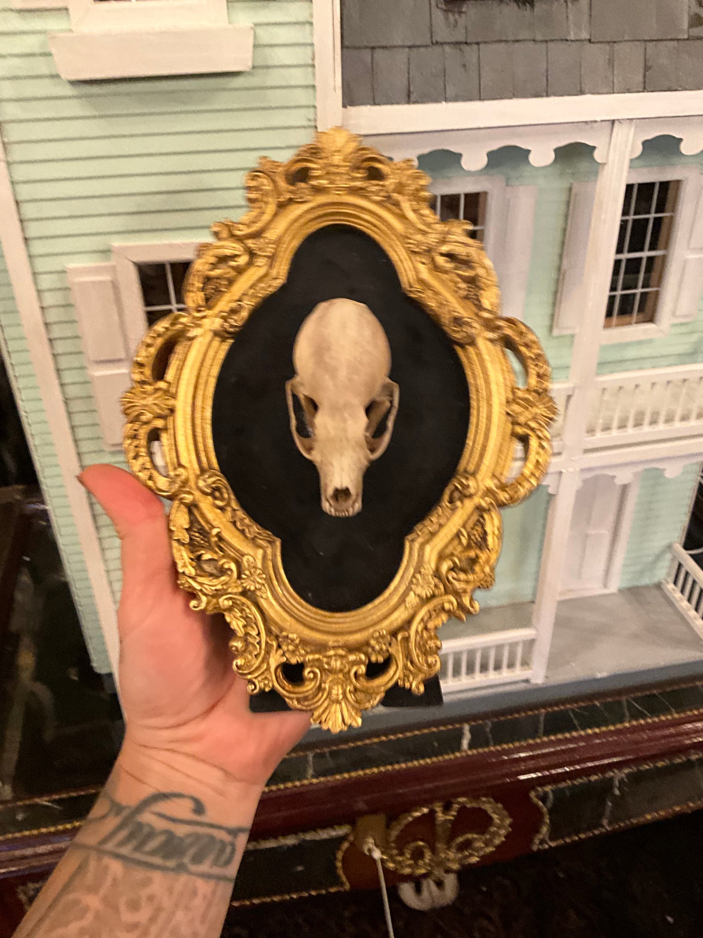 Marten skull in frame